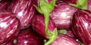 Fresh Brinjal