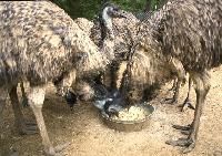 Emu Eating Food