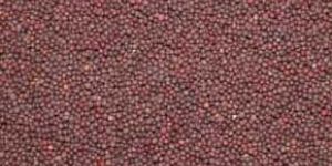 Mustard Seeds