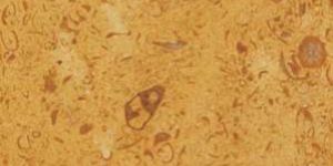 Golden Fossil Marble