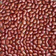 Groundnut