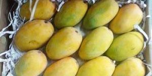 Kesar Mangoes