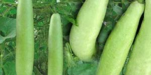 Fresh Bottle Gourd