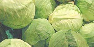 Fresh Cabbage