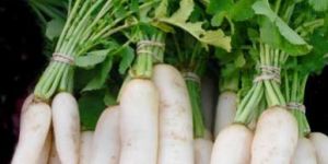 Fresh Radish