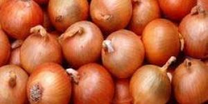 Fresh Brown Onion