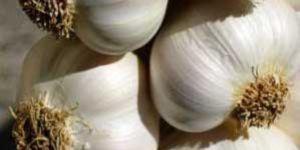 Garlic