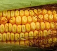 Yellow Maize