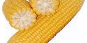 Yellow Maize