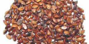 Phyllanthus Emblica Seeds