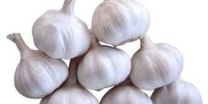 Fresh Garlic