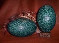 Emu Bird Eggs