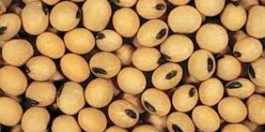 Soybean Seeds