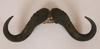 Buffalo Horn