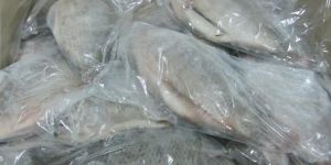 Frozen Black Tilapia Fillets