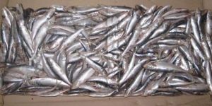 Indian Oil Sardine