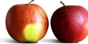 Fresh Apples