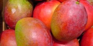 Fresh Mangoes
