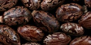 Castor Oil