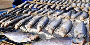 Sun Dried Fish