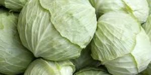 Cabbage