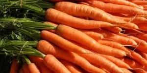 Carrot