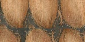 Semi Husked Coconuts