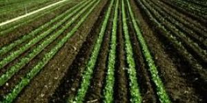 Project Execution Services for Farm Development