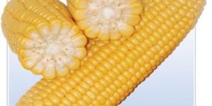 Yellow Maize
