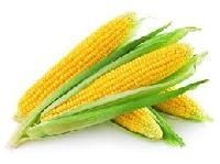 Hybrid Corn Seeds