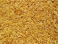 Hybrid Rice Seeds
