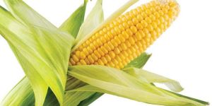 Yellow Maize