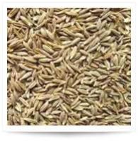 Cumin Seeds