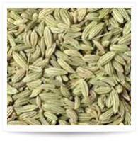 Fennel Seeds