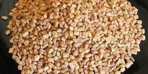 Fenugreek Seeds