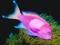 Marine Tropical Fish