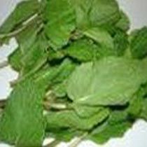 Fresh Mint Leaves