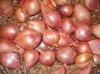 Shallot Onion