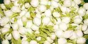 Fresh Jasmine Flowers