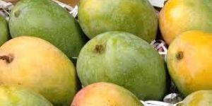 Fresh Kesar Mango