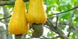 Cashew Nuts
