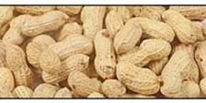 Shelled Groundnuts