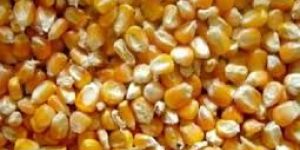 Yellow Corn Animal Feed