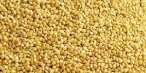 Yellow Millet
