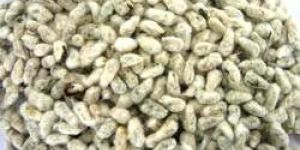Cotton Seeds