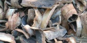 Holarrhena Antidysenterica