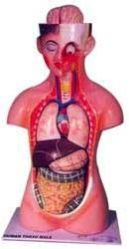 Human Torso