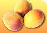 Neelam Mango Concentrate