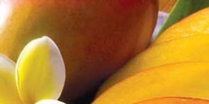 Totapuri Mango Puree