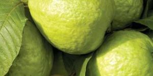 White Guava Concentrate